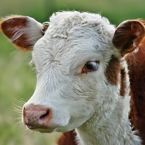 西门塔尔牛生长繁殖