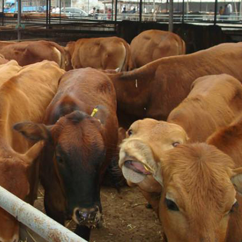 肉牛品种引进西门塔尔养殖技术