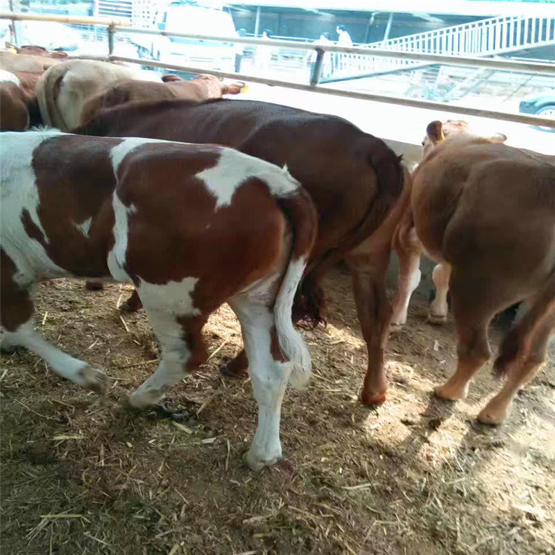 西门塔尔肉牛群繁殖性能指标