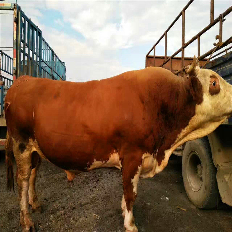 西门塔尔肉牛的配种时间与使用年限