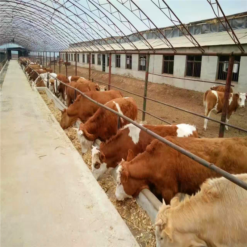 西门塔尔肉牛繁殖新技术